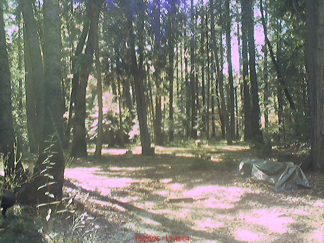 Nevada City Backyard.