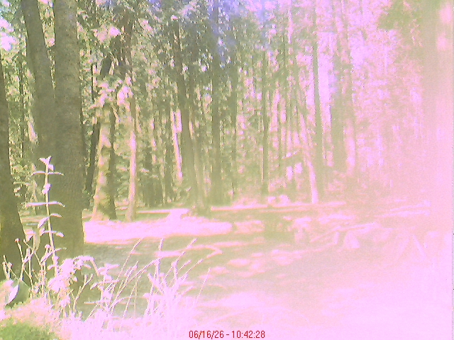 Nevada City Backyard.